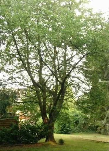 ����� ���� ����� ������� Prunus avium.jpg